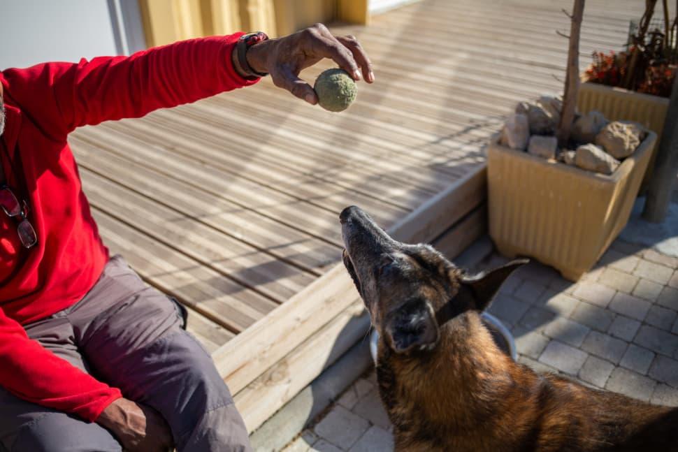 Francis et son chien accueillis à Marseille par l'Armée du Salut