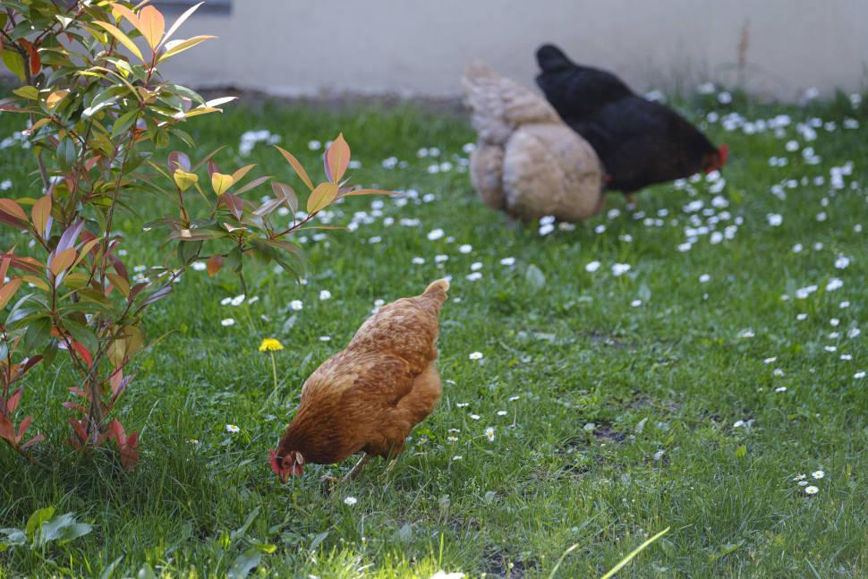 Poules La Sarrazinière Poules La Sarrazinière