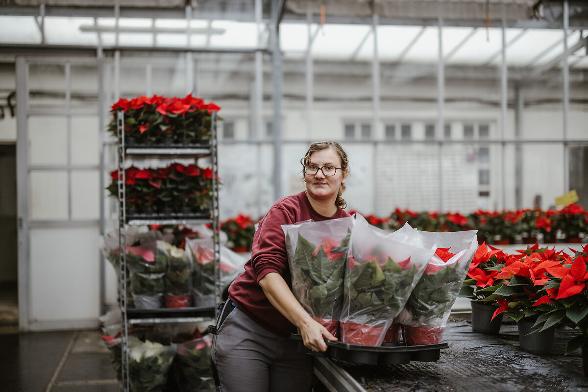 Lucie Ducoux travaille dans une serre du domaine du château d'Auvilliers, lundi 25 novembre 2024.